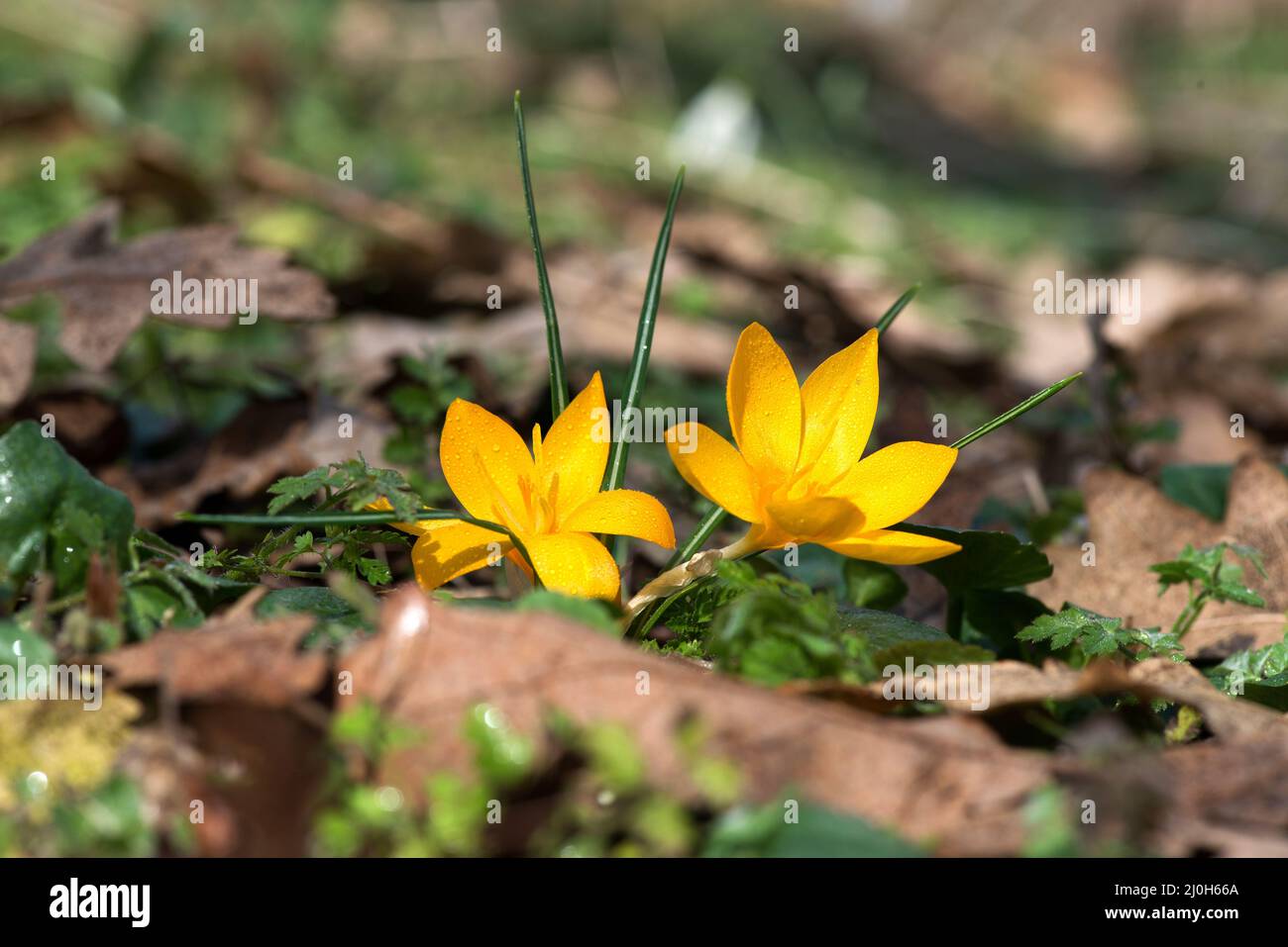 Crocus im Frühlingsgarten sprießen - Wahlfokus, Kopierraum Stockfoto