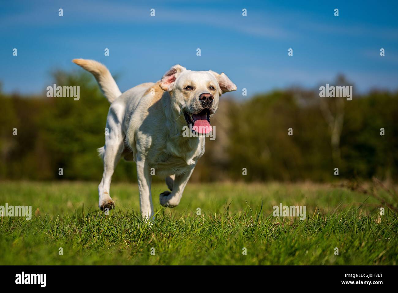 Laufhund mit Zunge auf der Wiese. Stockfoto