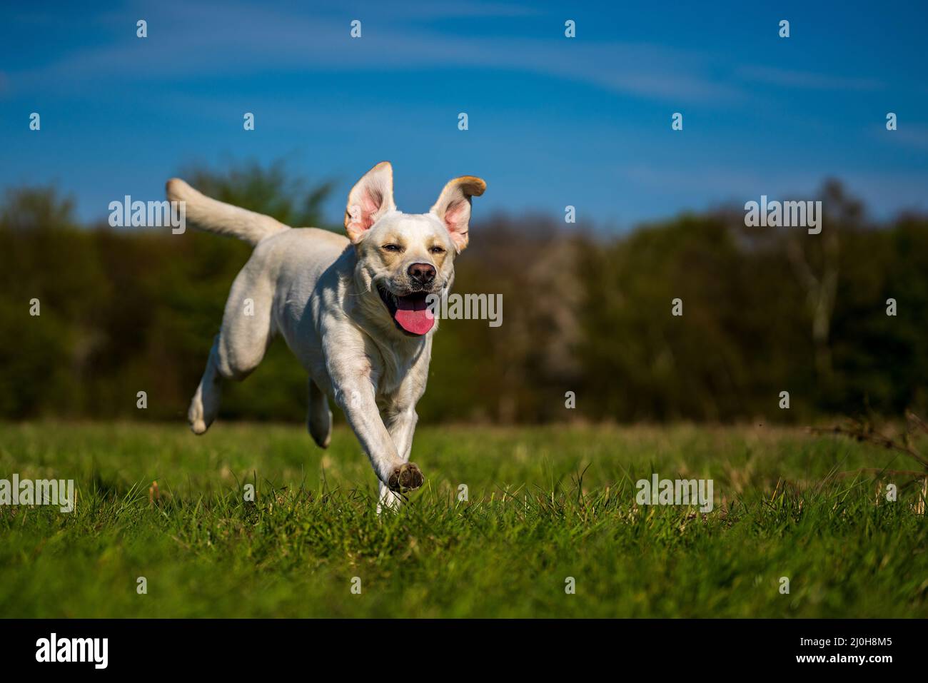 Laufhund mit Zunge auf der Wiese. Stockfoto