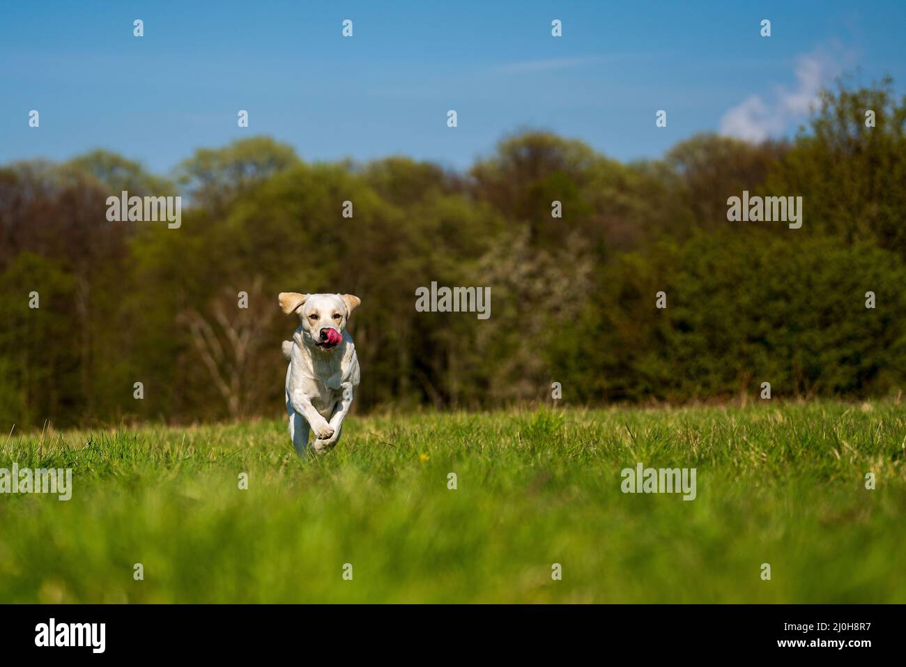 Laufhund mit Zunge auf der Wiese. Stockfoto