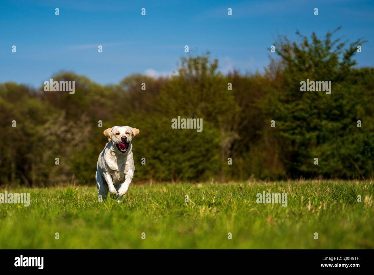 Laufhund mit Zunge auf der Wiese. Stockfoto