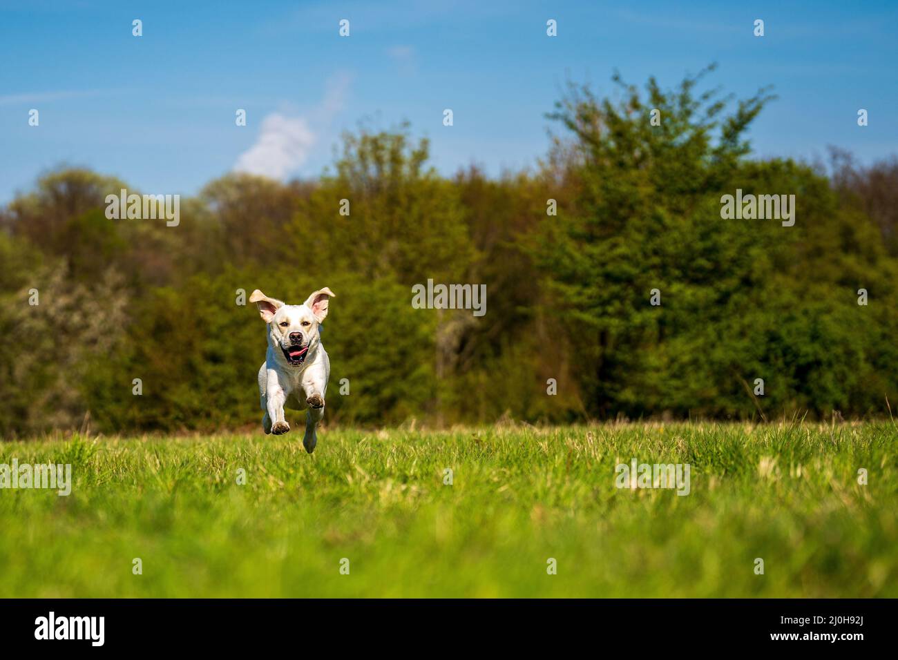 Laufhund mit Zunge auf der Wiese. Stockfoto