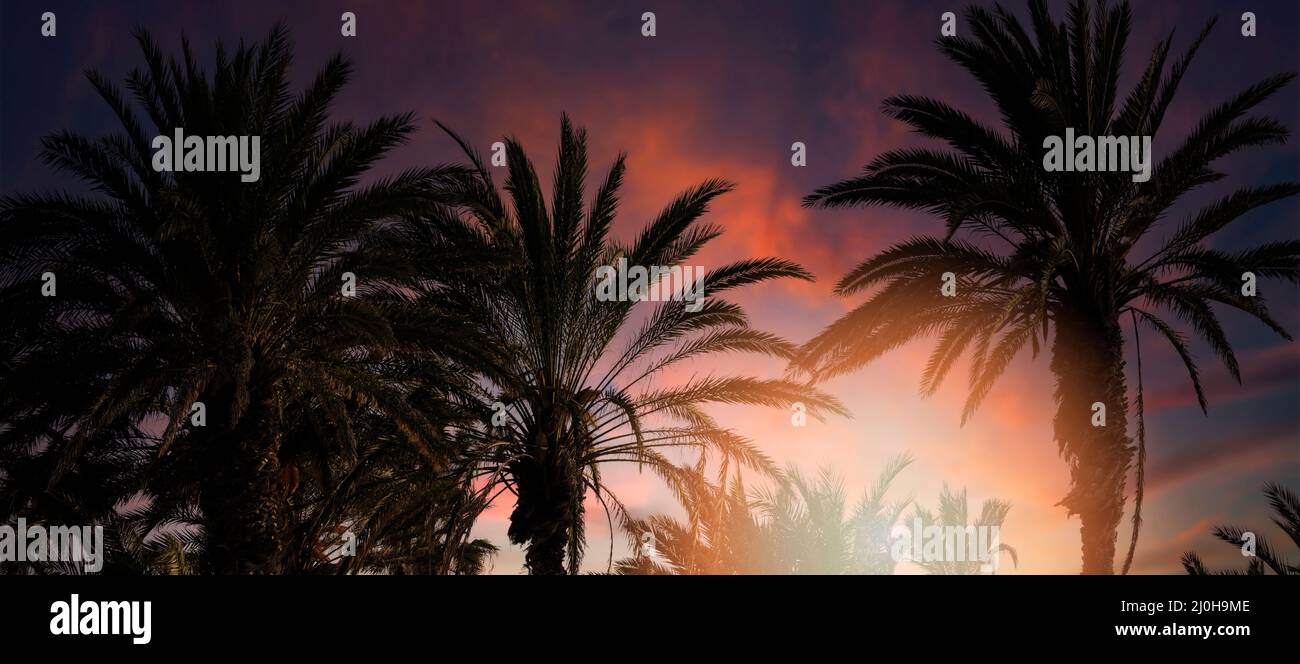 Tropische Palmen auf Sonnenuntergang Himmel Hintergrund. Banner Stockfoto