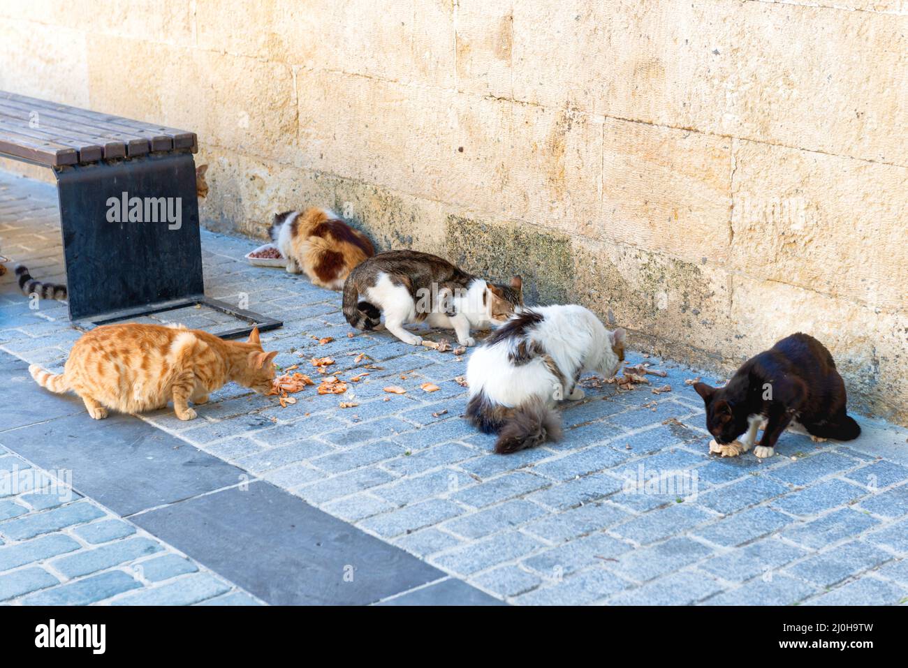Straßenkatzen ernähren sich von Nahrung Stockfoto