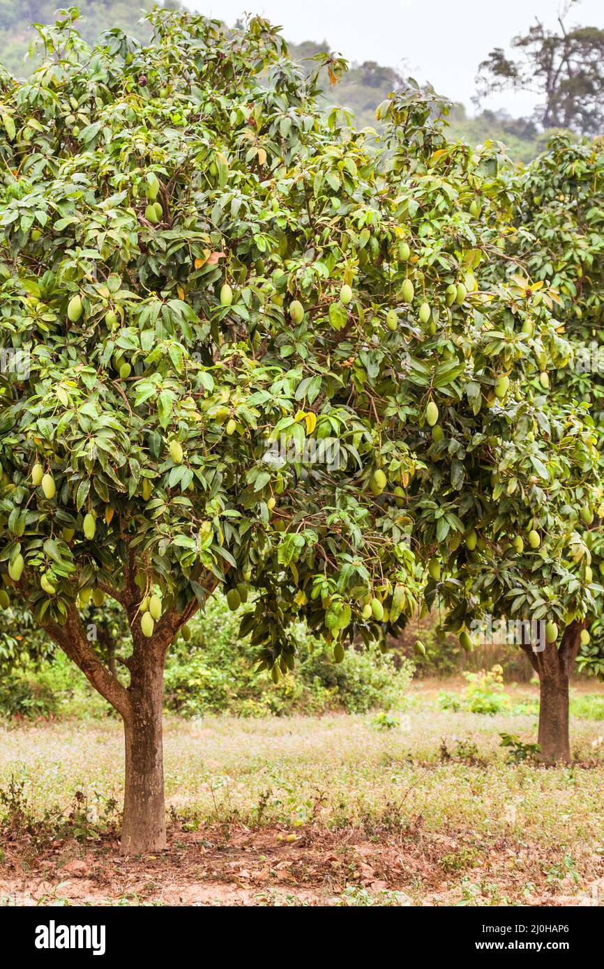 Mangobaum mit grünen Mangos hängen auf Baum mit Blatt Hintergrund im Sommer Obstgarten Obstgarten Stockfoto