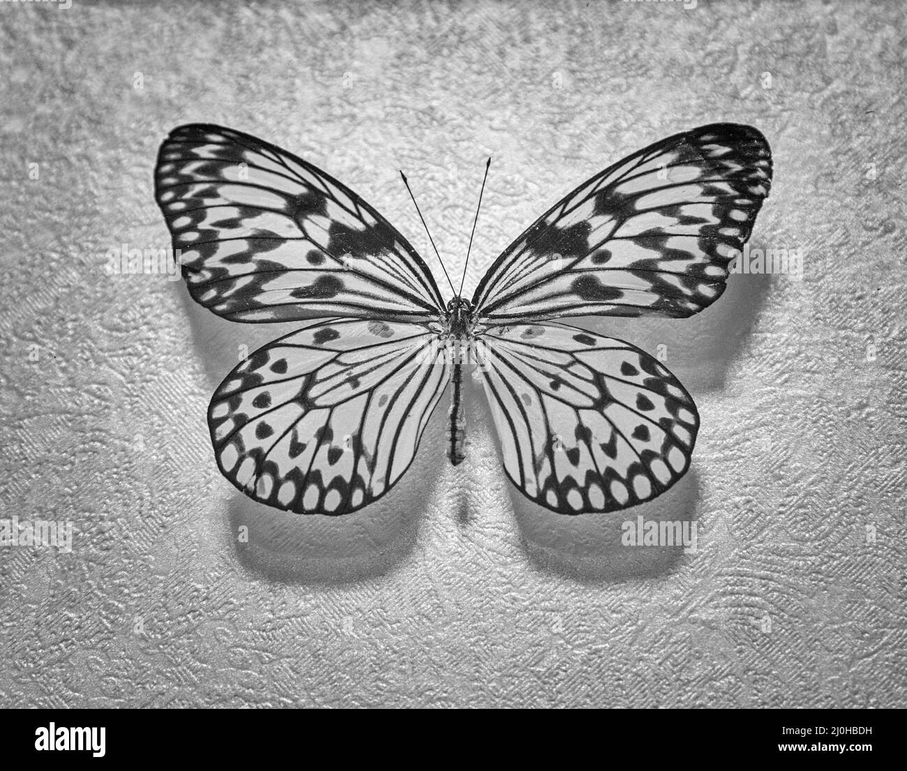 Tropischer Schmetterling Idee weiß Idee leuconoe lat. Stockfoto