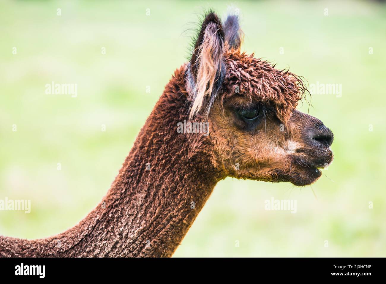 Charmantes braunes Lama nach einem Haarschnitt Stockfoto