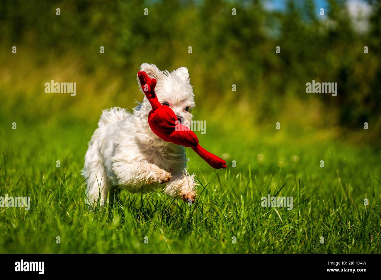 Kleiner maltesischer Mini-Hund auf der Wiese Stockfoto