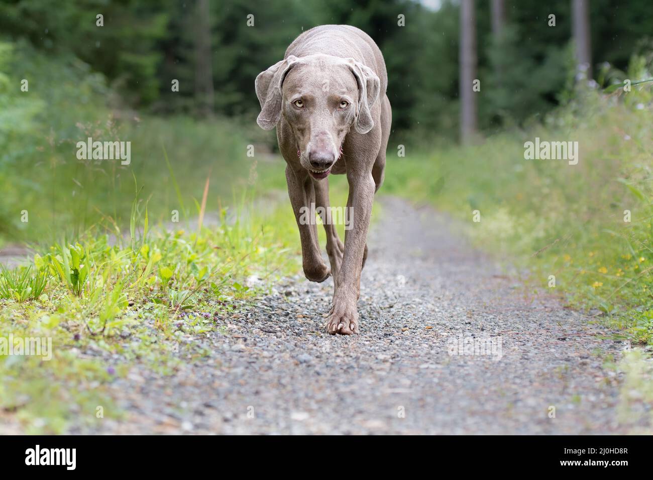 Jagdhund im Wald Stockfoto