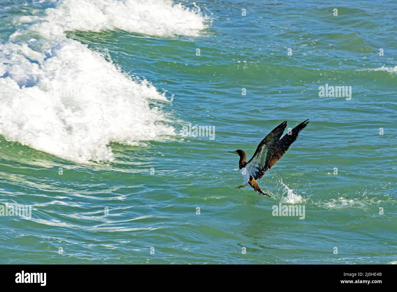 Seevögele, die vor den Wellen aus dem Wasser kommen Stockfoto