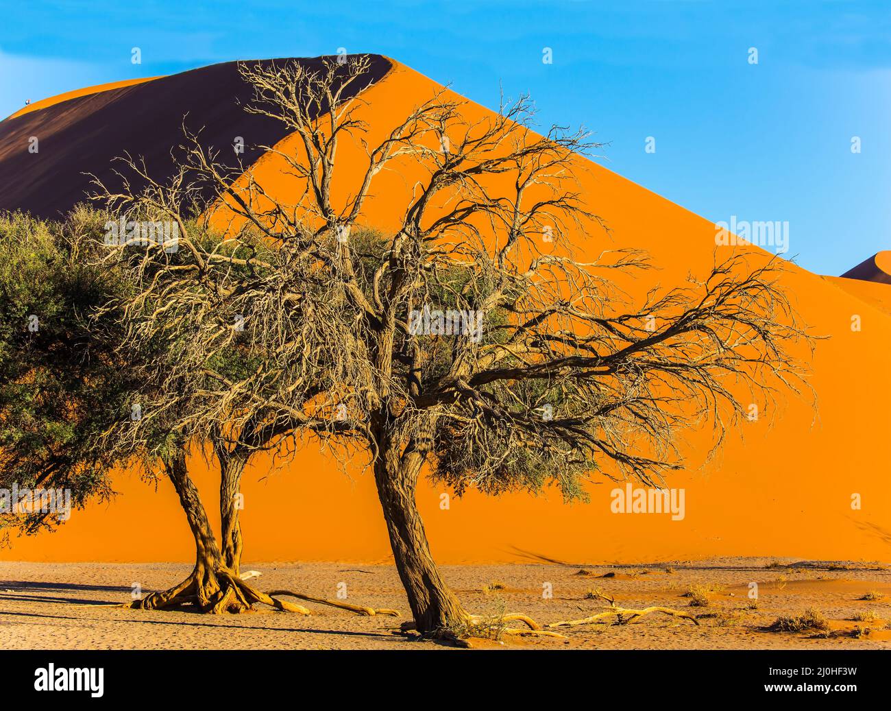 Bäume in einer riesigen Wüste Stockfoto