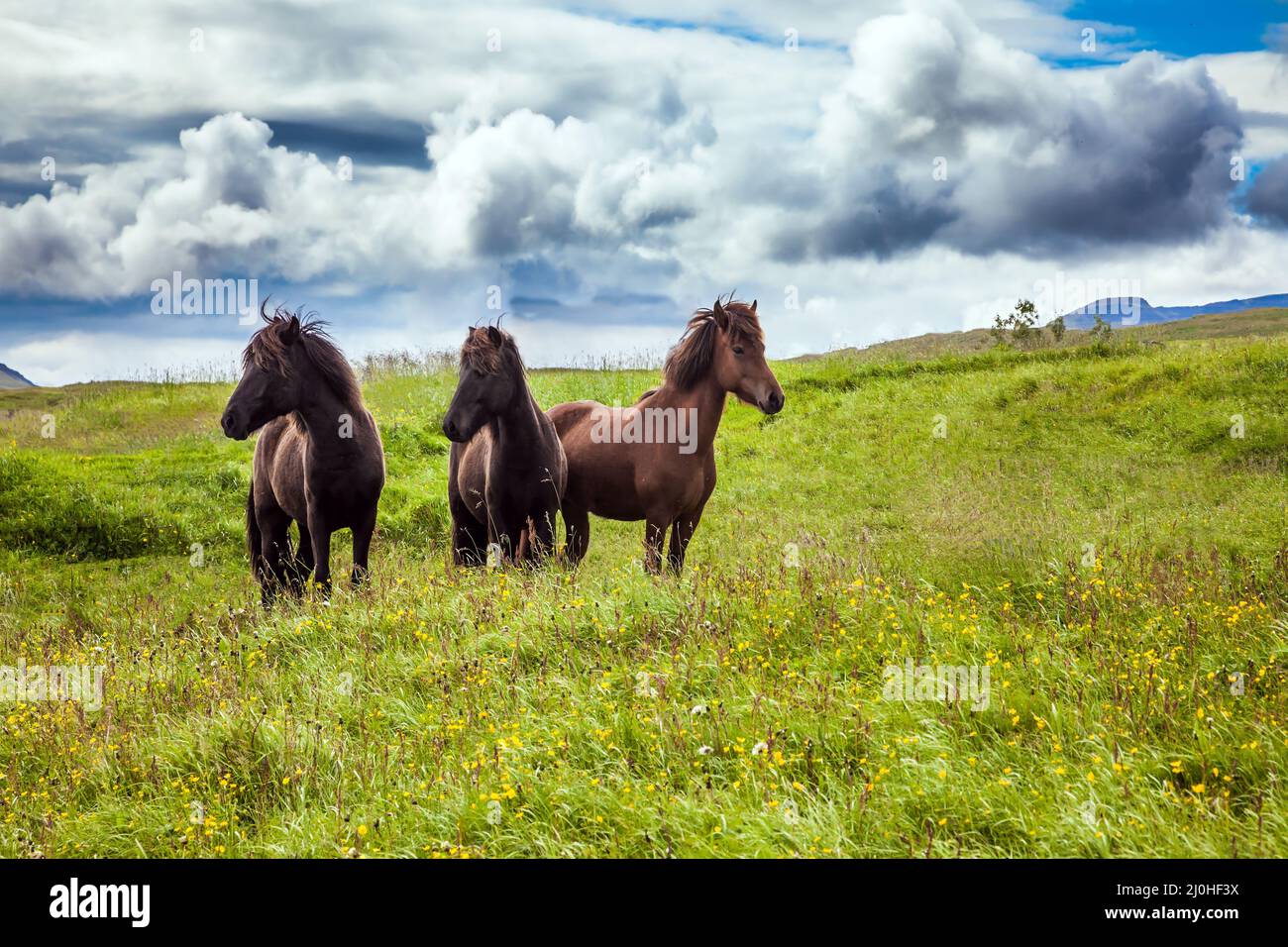 Das Pferd lebt in Island Stockfoto