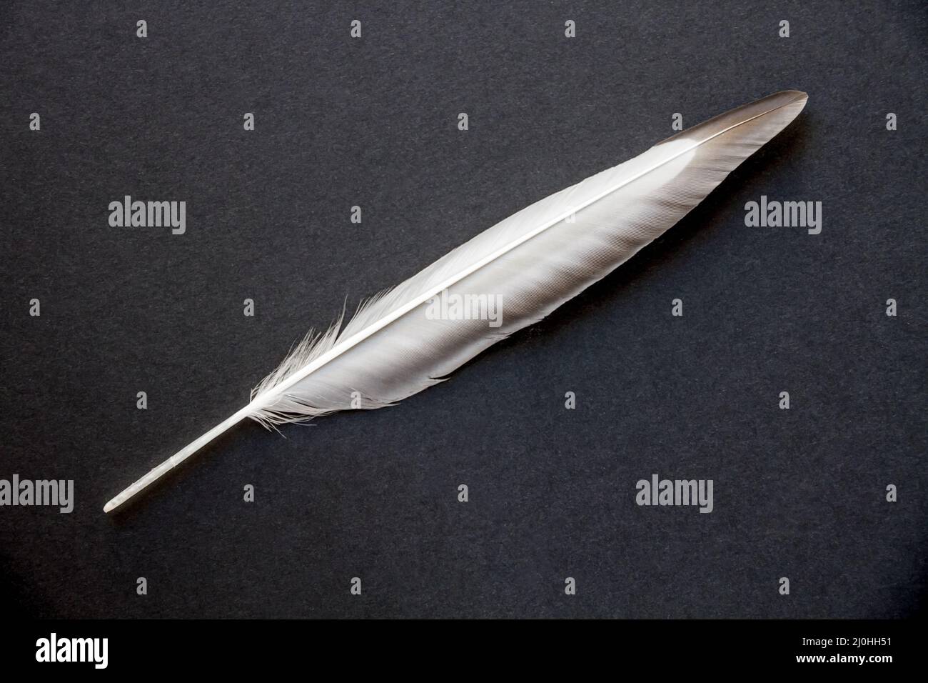 Feder auf grauem Hintergrund Stockfoto