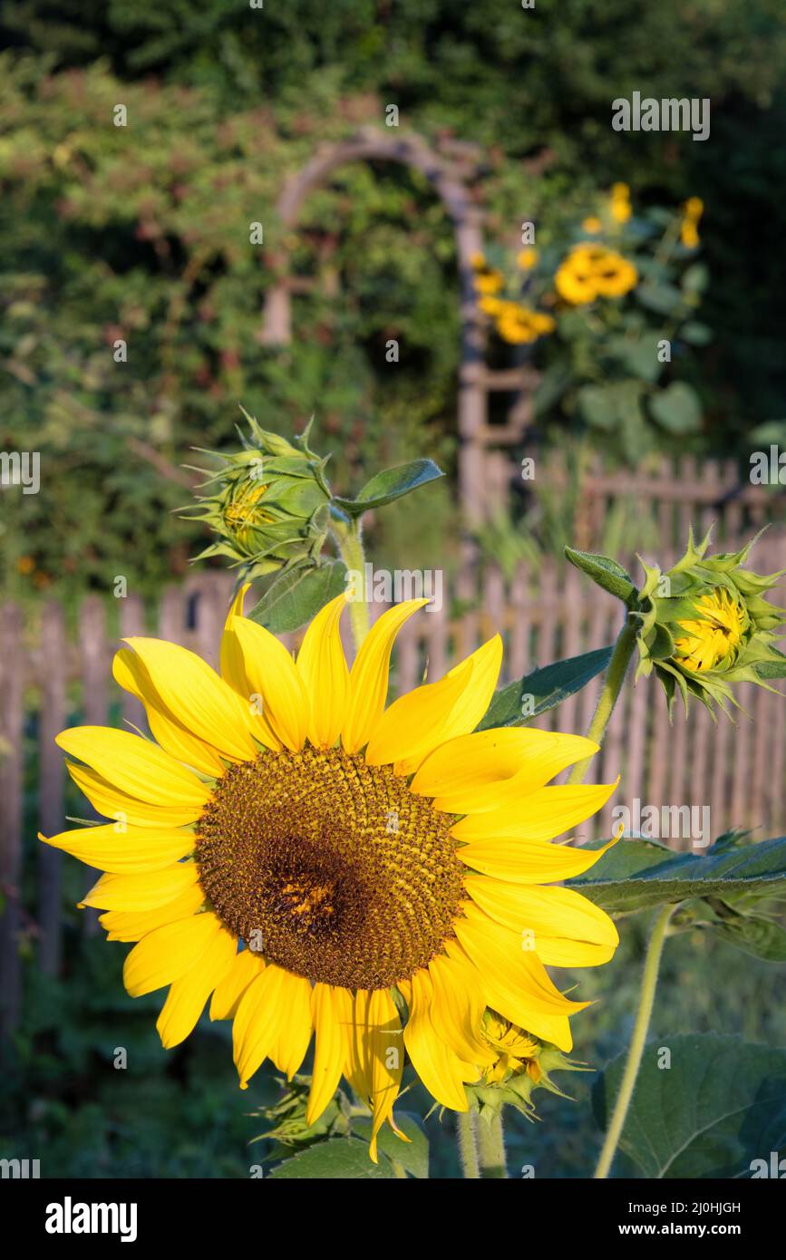 Sonnenblume mit grünem Bud Sonnenblumenblüte - gesunde Lebensstile, Ökologie, biologischer Landbau, Smallholding, Gartenarbeit, Gesundheit Stockfoto