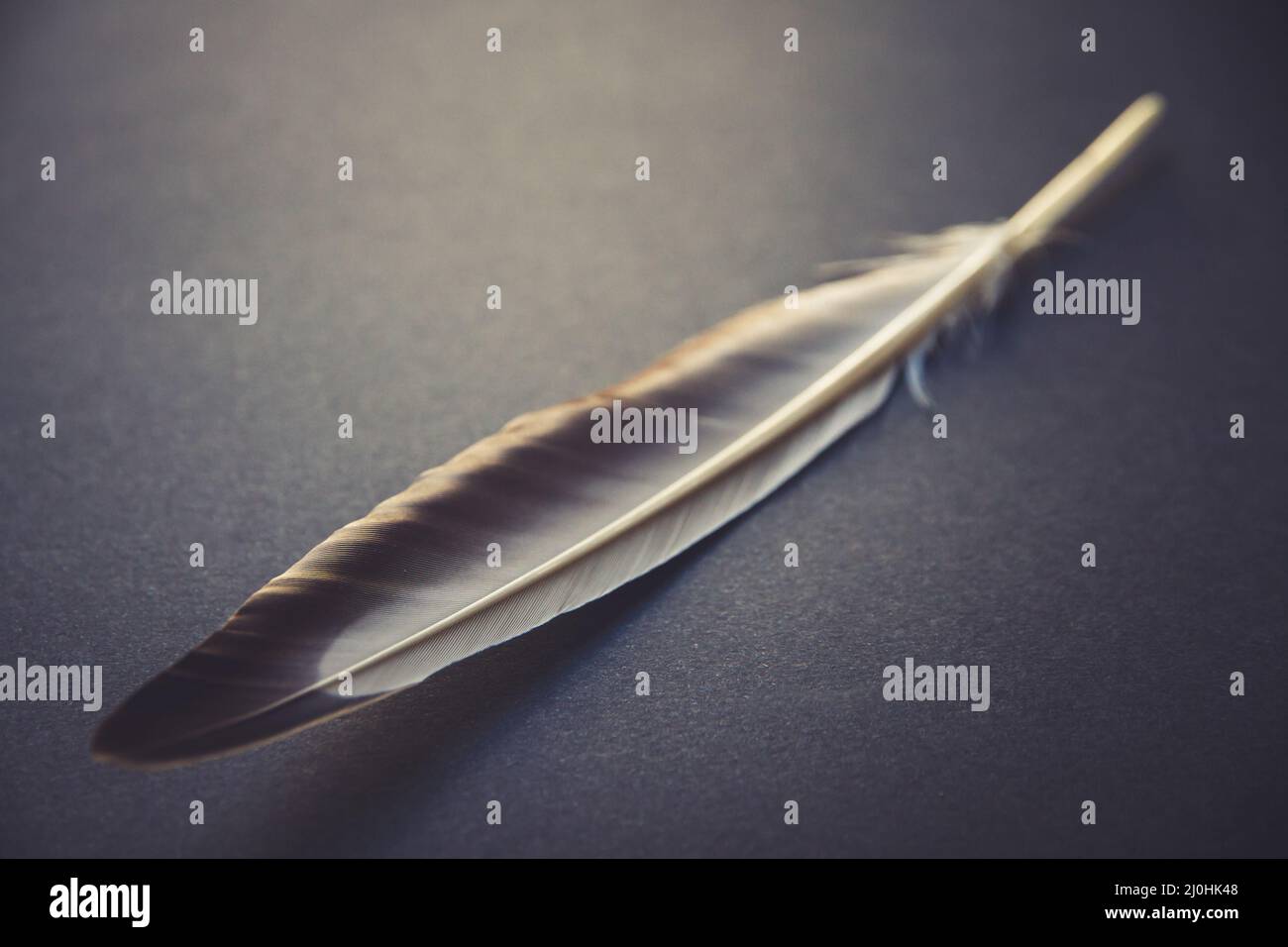 Feder auf grauem Hintergrund Stockfoto