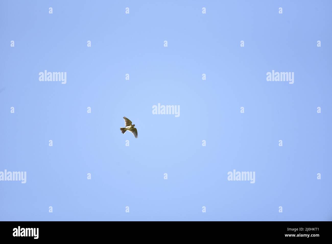 Eurasische Skylark (Alauda arvensis) Display Fliegen Sie nach links vom Bild gegen einen blauen Himmel mit Beinen unter sich, singend, mit dem Kopf zur Kamera gedreht Stockfoto
