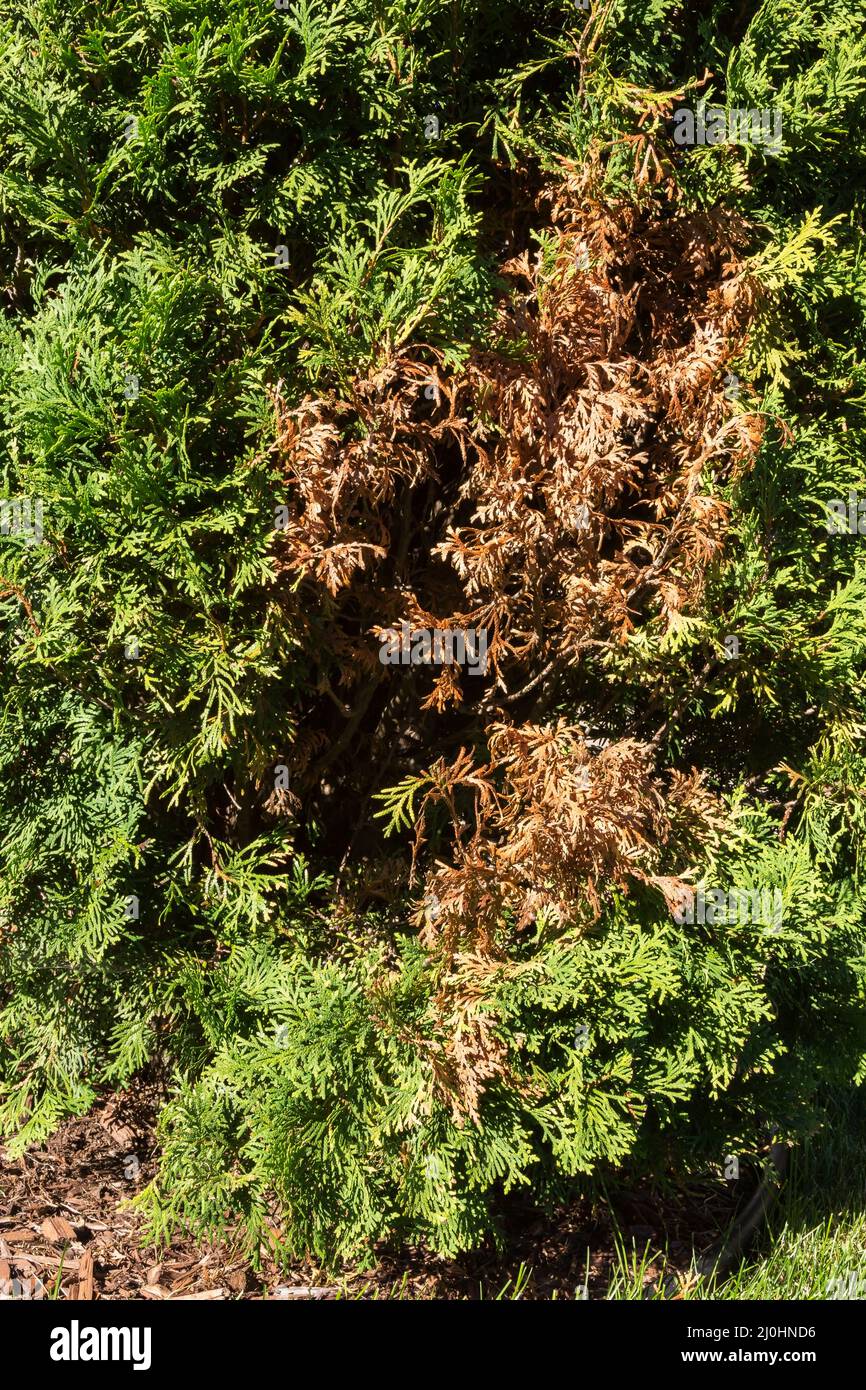 Thuja 'Smaragd' - Zedernbaum mit getrockneten braunen Blttern aus  Wassermangel im Sptsommer Stockfotografie - Alamy