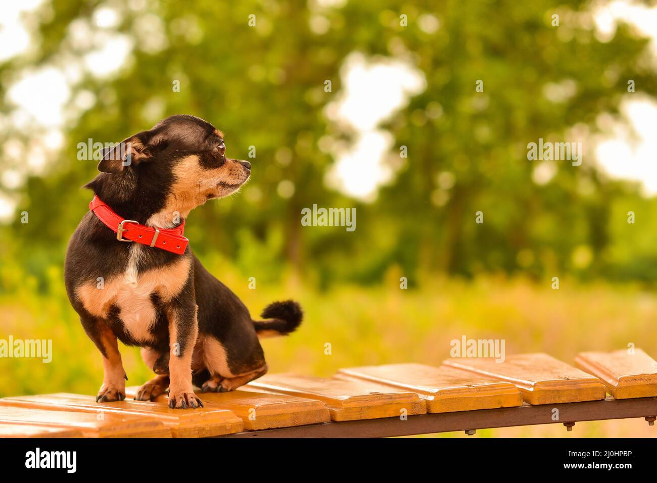 Chihuahua Hundeprofil auf einem grünen unscharfen Hintergrund. Schwarzer Hund. Der Hund sitzt auf einem Stumpf. Stockfoto