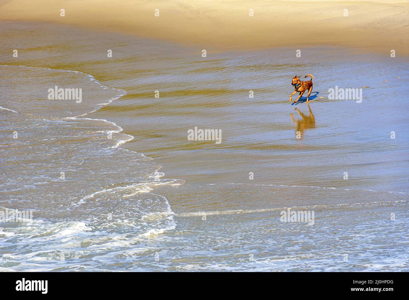Hund läuft und spielt im Sand und Wasser des Strandes am Morgen Stockfoto