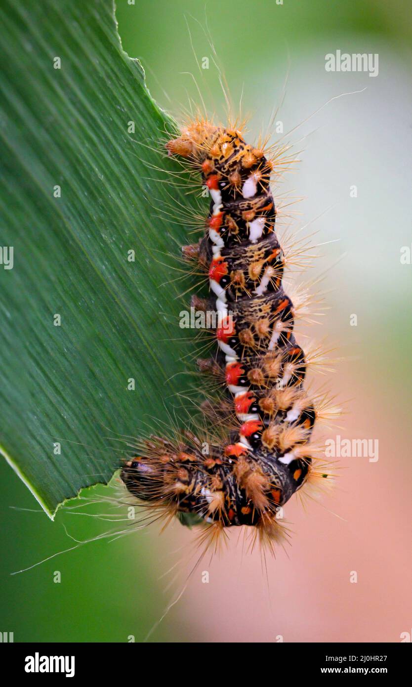 Eine Raupe der Goldafter, während sie sich auf einem Blatt der Seerose ernährt. Stockfoto
