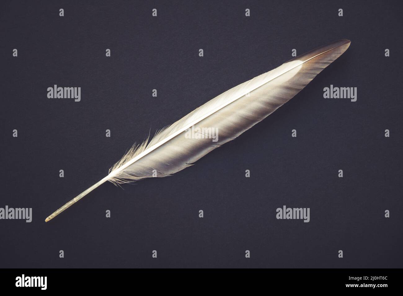 Feder auf grauem Hintergrund Stockfoto