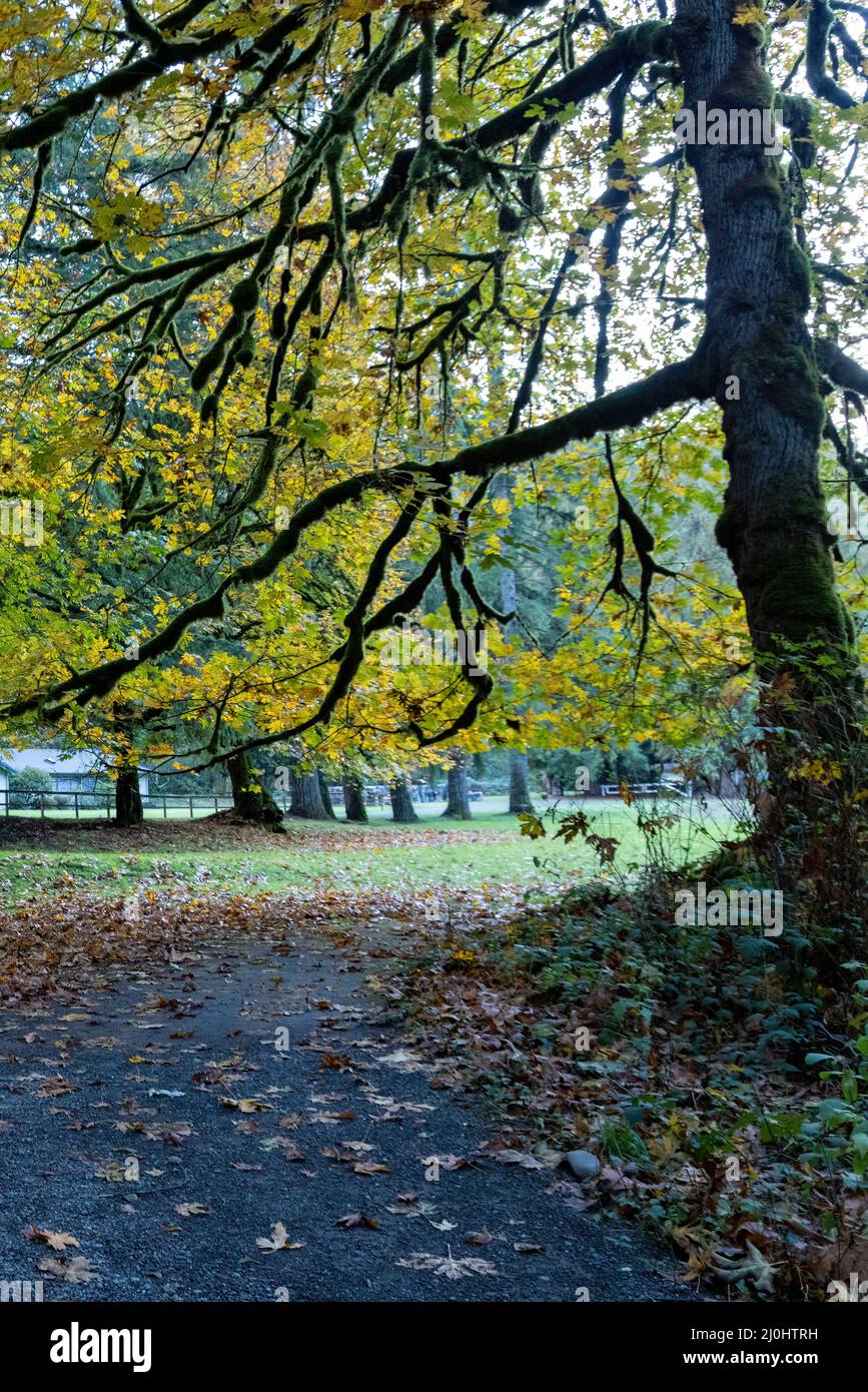 Gewundener Pfad durch den Park mit hohen Herbstbäumen Stockfoto