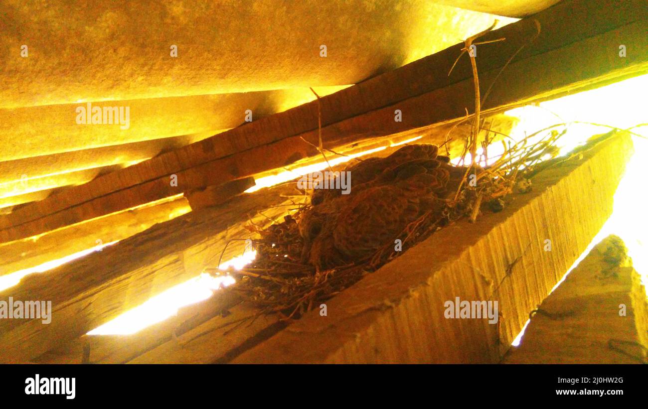 Die kleine, gefleckte Taube auf dem Nest Stockfoto