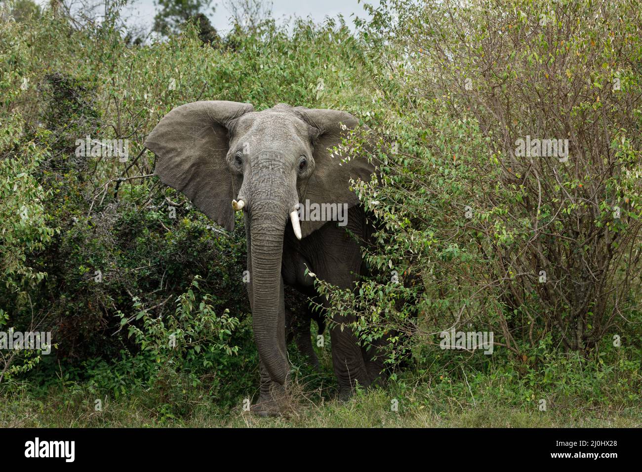 Porträt eines Elefanten in der Wildnis Stockfoto