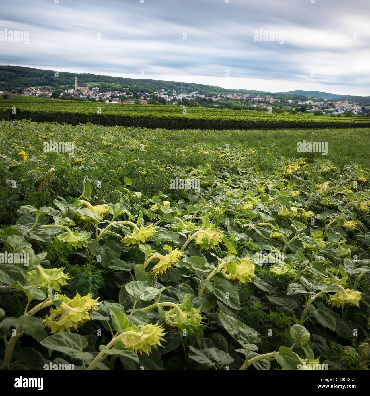 Moody Wetter in den Feldern rund um das Dorf KleinhÃ¶Flein im Burgenland Stockfoto