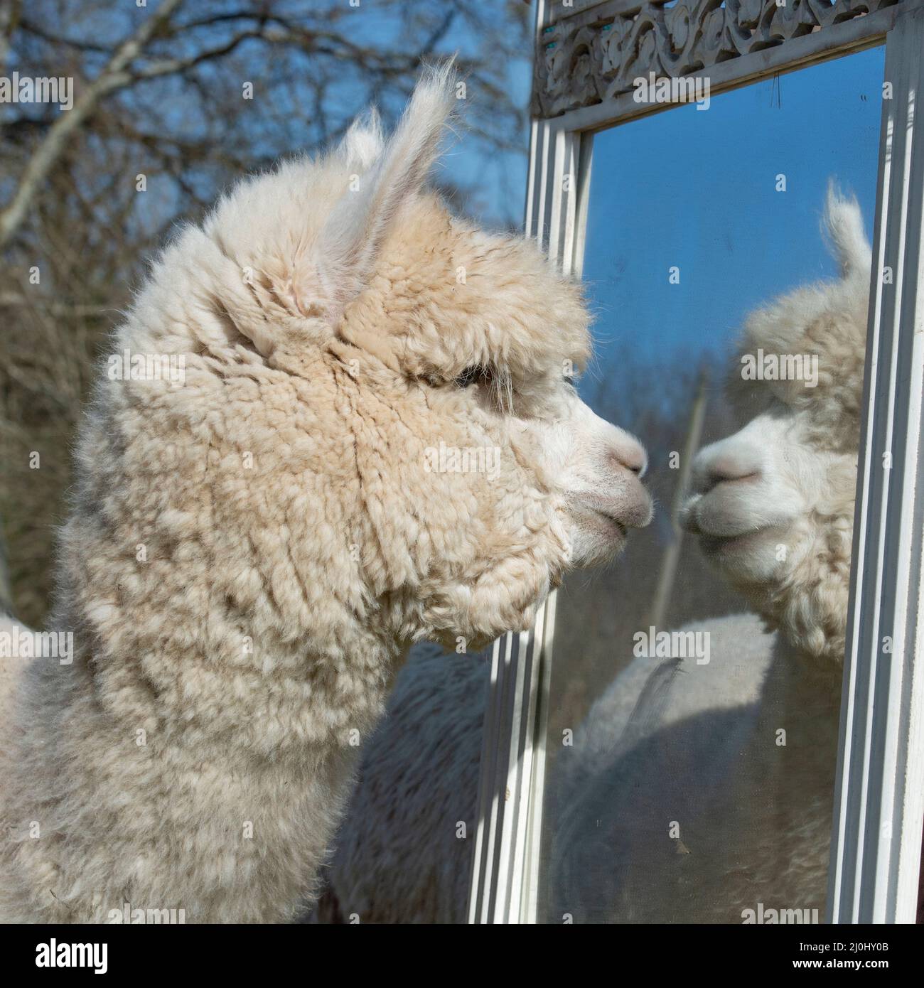 alpaca schaut sich selbst im Spiegel an Stockfoto
