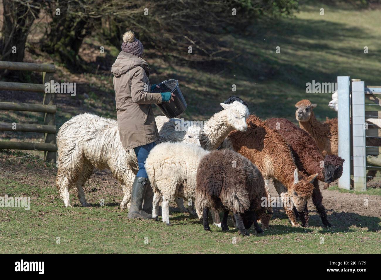 Besitzer füttert Herde von Alpakas Stockfoto
