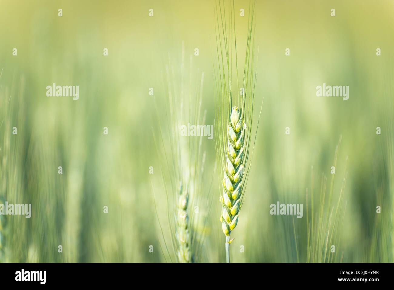 Nahaufnahme des reifen goldenen Weizens mit Vintage-Effekt, Wolken und Himmel - Erntezeit Konzept Stockfoto