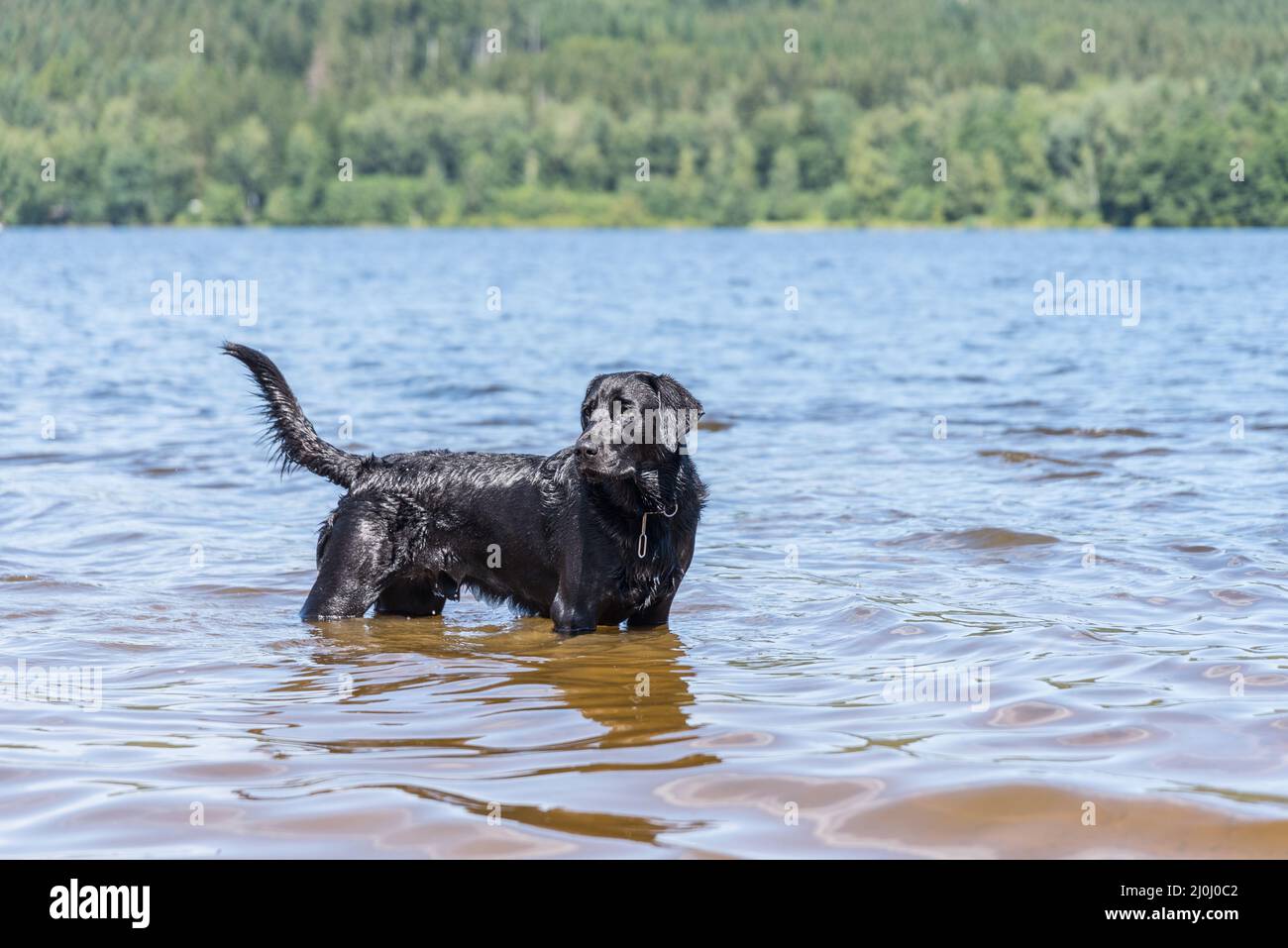 Hund steht mitten im See und schaut neugierig zu Stockfoto