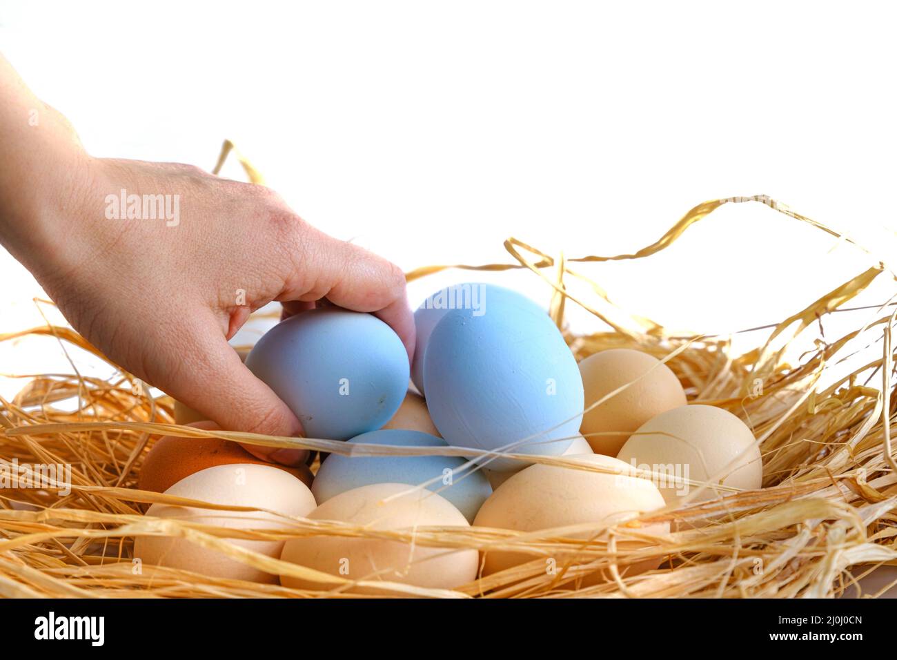 Eine Frau nimmt einen blauen Eierstapel in einem Strohnest mit weißem Hintergrund auf. Seitenprofil, Nahaufnahme und Makroaufnahme verschiedener hartschalter Eier. Stockfoto