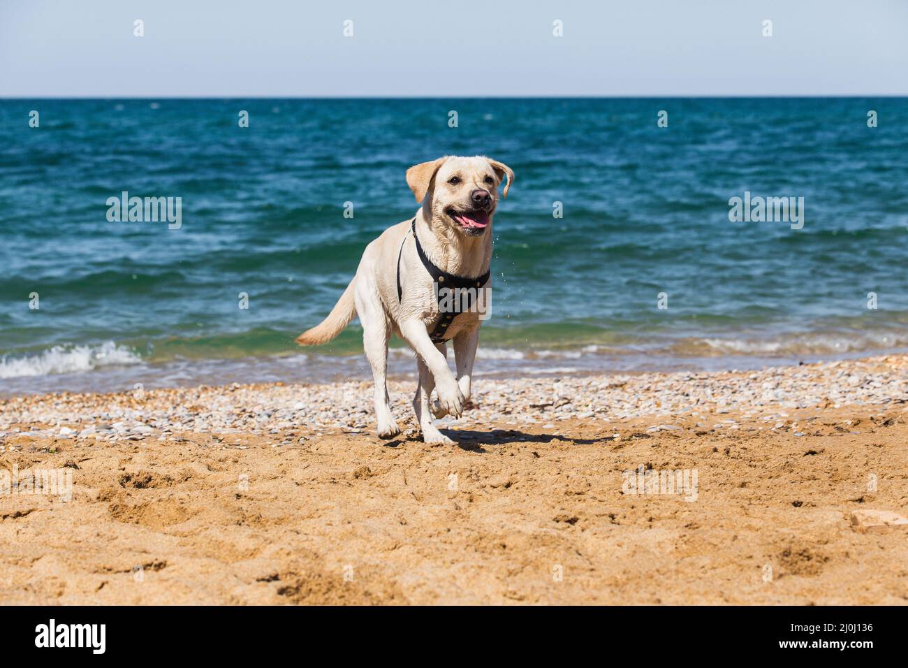 Fröhlicher, fröhlicher Hund Labrador läuft am Sandstrand vor dem Hintergrund des Meeres entlang Stockfoto