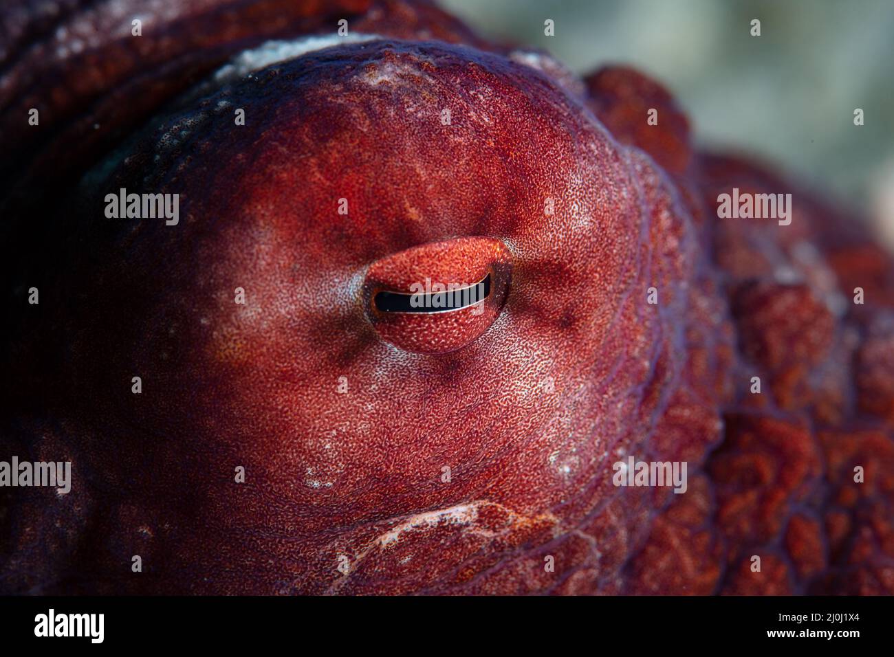 Detail des Auges eines Tintenfischs, Octopus cyanea, im Wakatobi Nationalpark, Indonesien. Diese Art hat eine ausgezeichnete Sehkraft und ist diurnal aktiv. Stockfoto