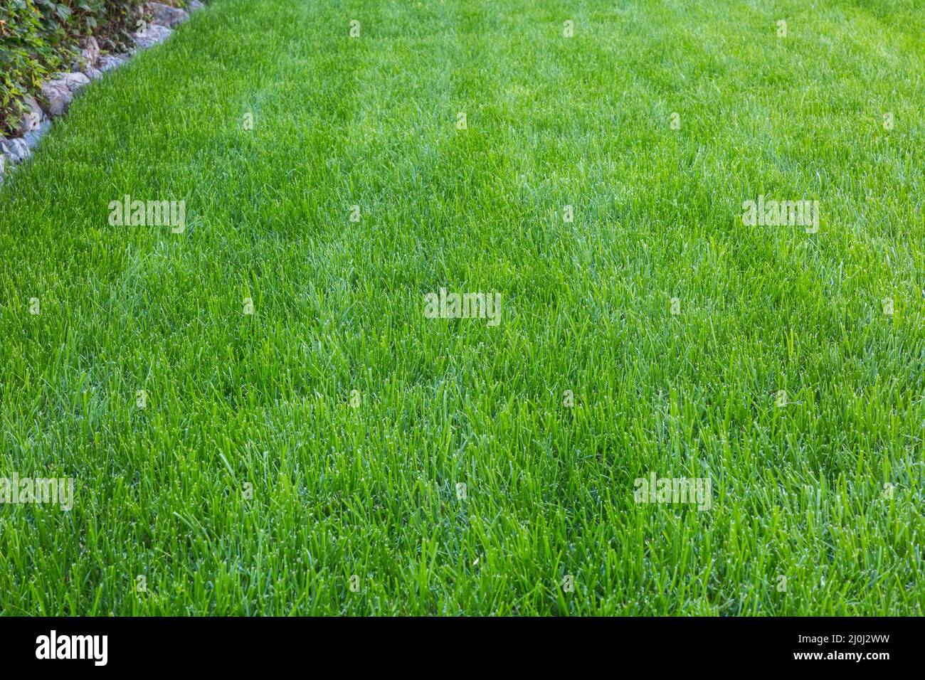 POA pratensis - Kentucky Bluegrass Rasen im Spätsommer. Stockfoto