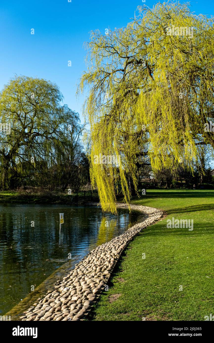Epsom Surrey London, 19 2022. März, Weeping Willow Tree Next to A Park Lake with No People Stockfoto