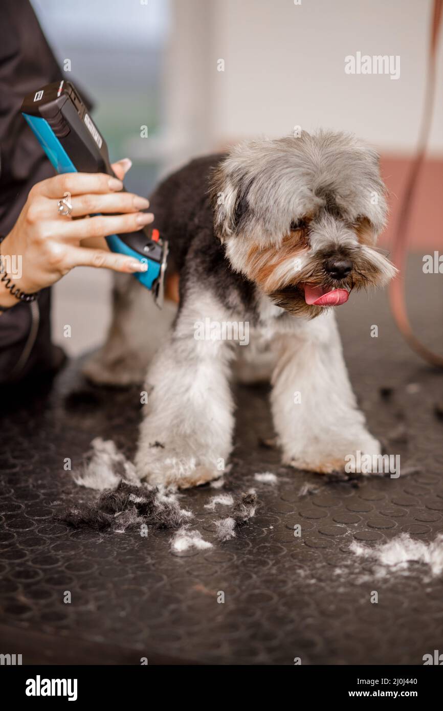 Junge blonde professionelle Pistenerin liebt ihren Job mit yorkshire Hund und all den Haustieren. Stockfoto