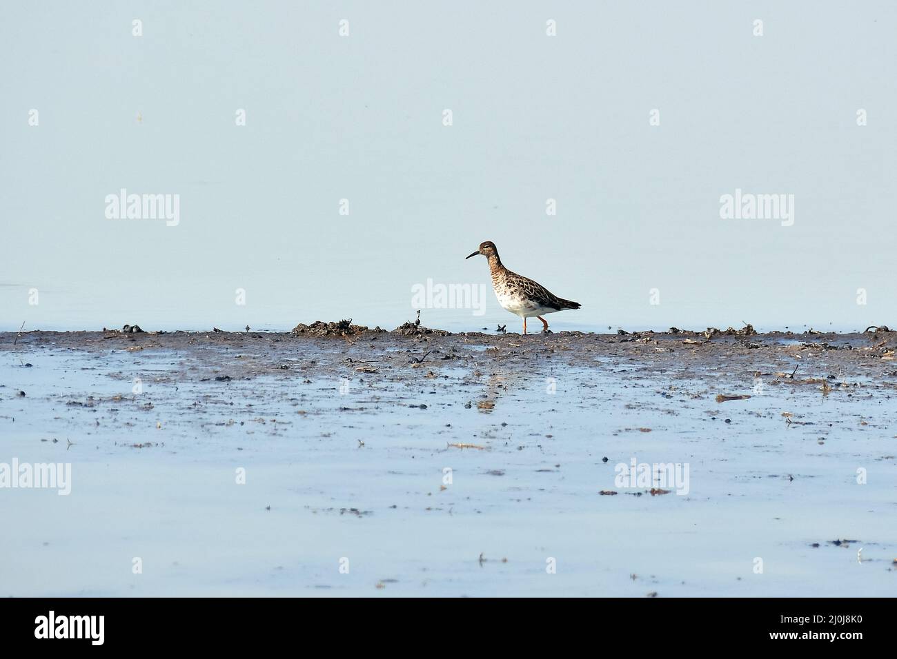 Ruff, Kampfläufer, Combattant varié, Calidris pugnax, pajzsos cankó, Nagy-Széksós-tó, Mórahalom, Kreis Csongrád-Csanád, Ungarn, Magyarország, Europa Stockfoto