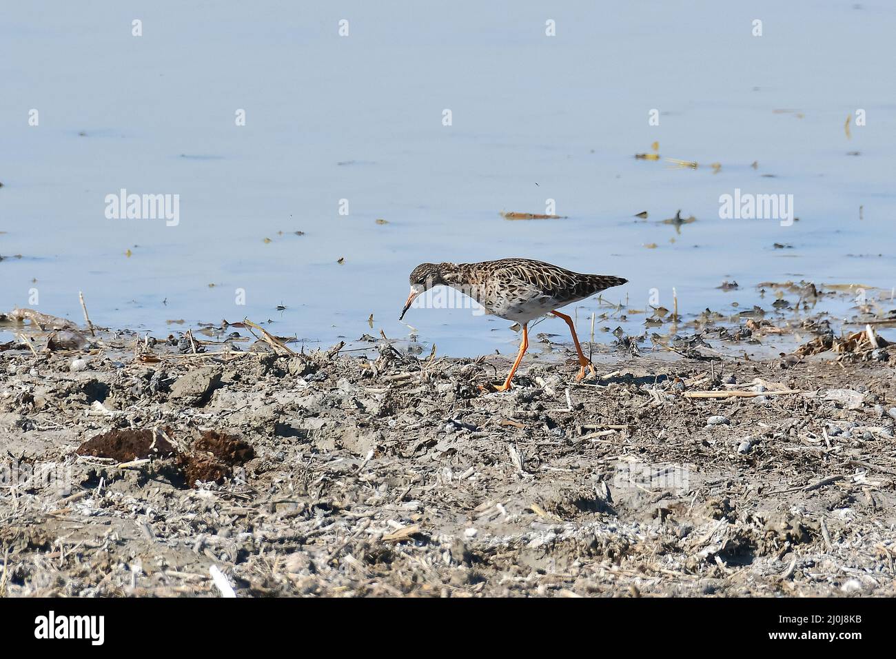 Ruff, Kampfläufer, Combattant varié, Calidris pugnax, pajzsos cankó, Nagy-Széksós-tó, Mórahalom, Kreis Csongrád-Csanád, Ungarn, Magyarország, Europa Stockfoto