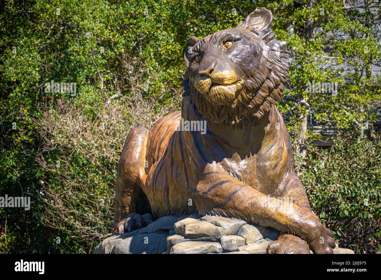 Statue eines Goldenen Tigers, Maskottchen der Brenau University, an der Green Street in Gainesville, Georgia. (USA) Stockfoto