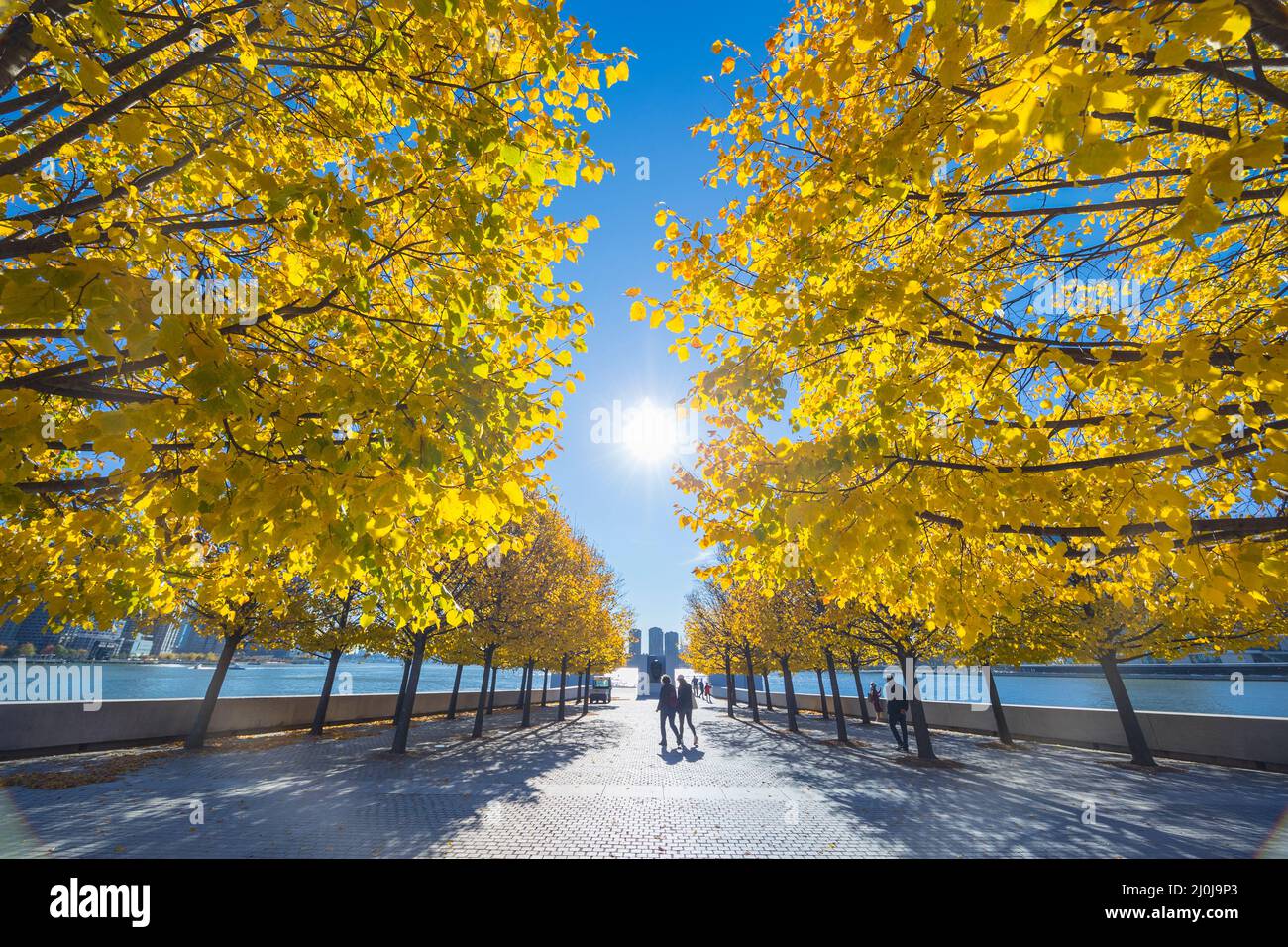 Herbstliches Sonnenlicht erhellt die Reihen von herbstlichen blättrigen Bäumen im Franklin D. Roosevelt Four Freedoms Park auf Roosevelt Island am East River ON Stockfoto