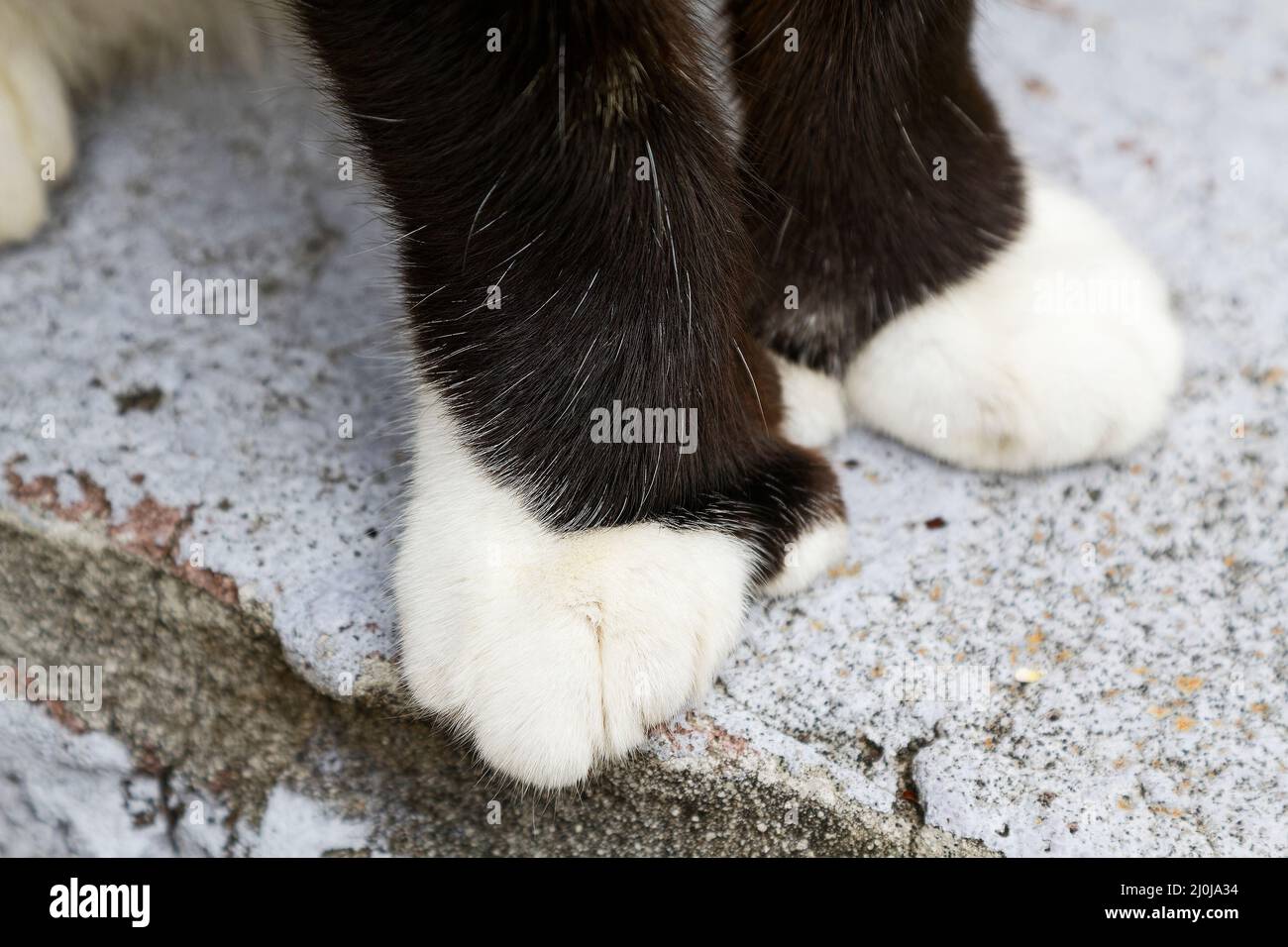 Polydactyl-Pfoten, Nahaufnahme, große weiße, schwarze Beine, Calico-Katze, Haustier, Katze, Tier, pelzigen Stockfoto