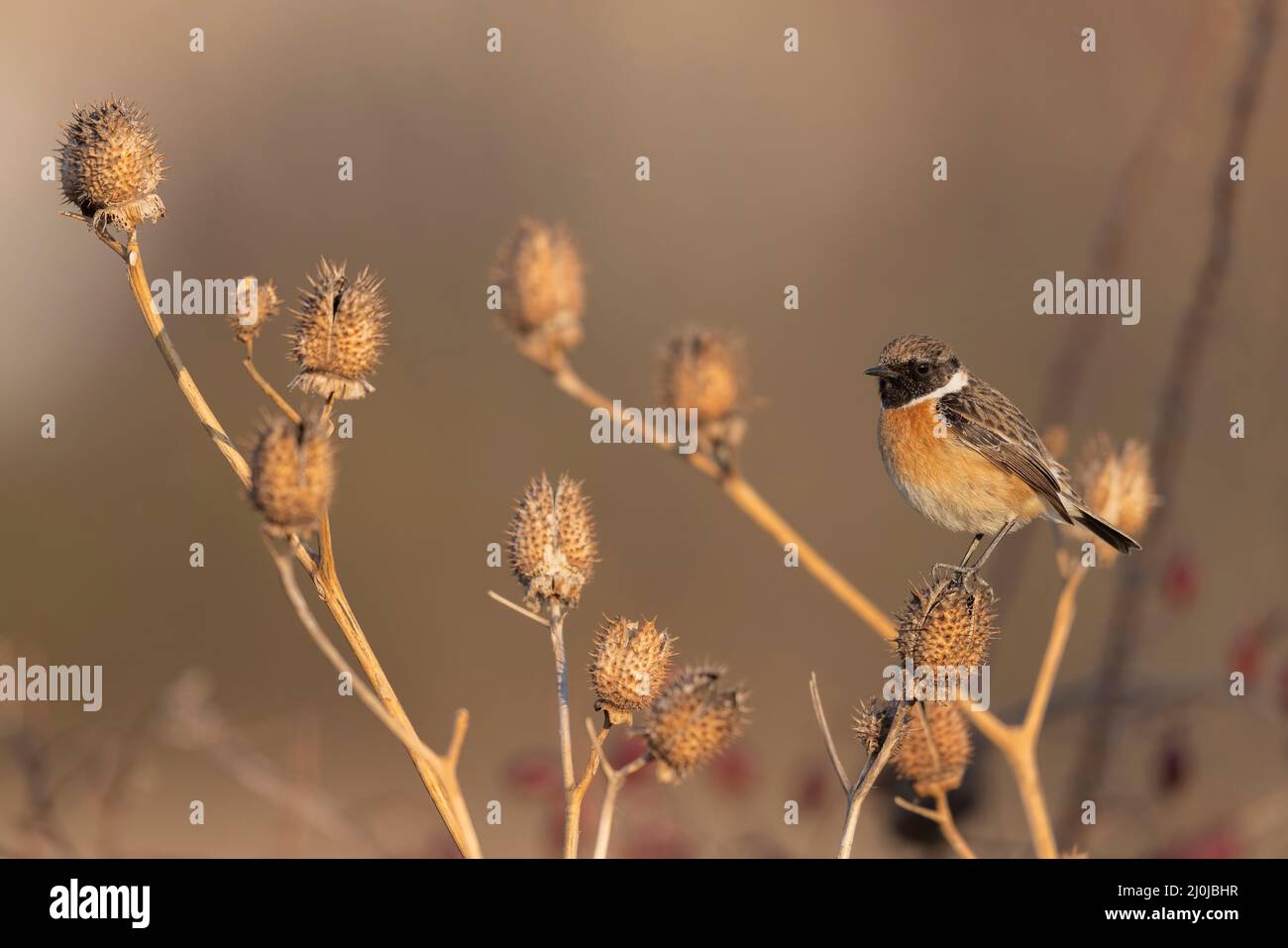 Das europäische Steinechat-Männchen (Saxicola rubicola) Stockfoto