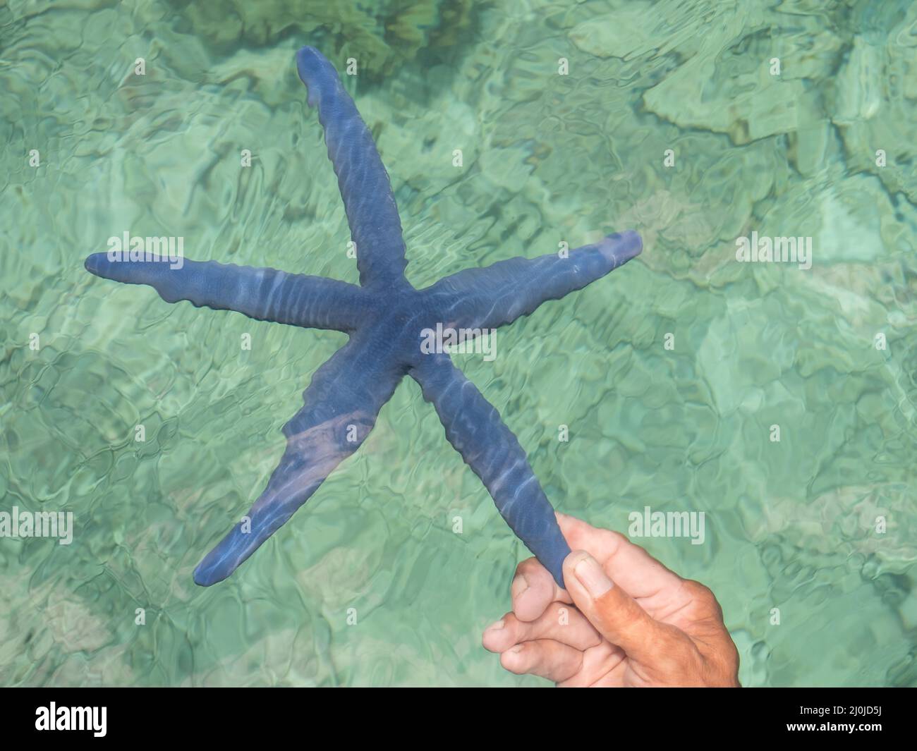 Blaue Seesterne in Händen gehalten unter dem blauen Wasser der Banda Sea, Seven Islands, Seram Island, Indonesien. Moluki Region - eine Gruppe von Inseln in der e Stockfoto