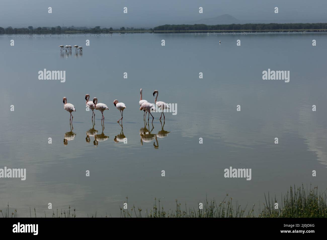 Herde Flamingos Stockfoto