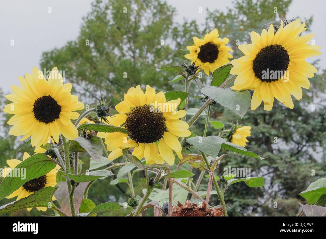 Gelbe helle und lebendige Sonnenblumen mit blauem Himmel. Landwirtschaft Herbsthintergrund. Gemüse zu Hause anbauen. Stockfoto