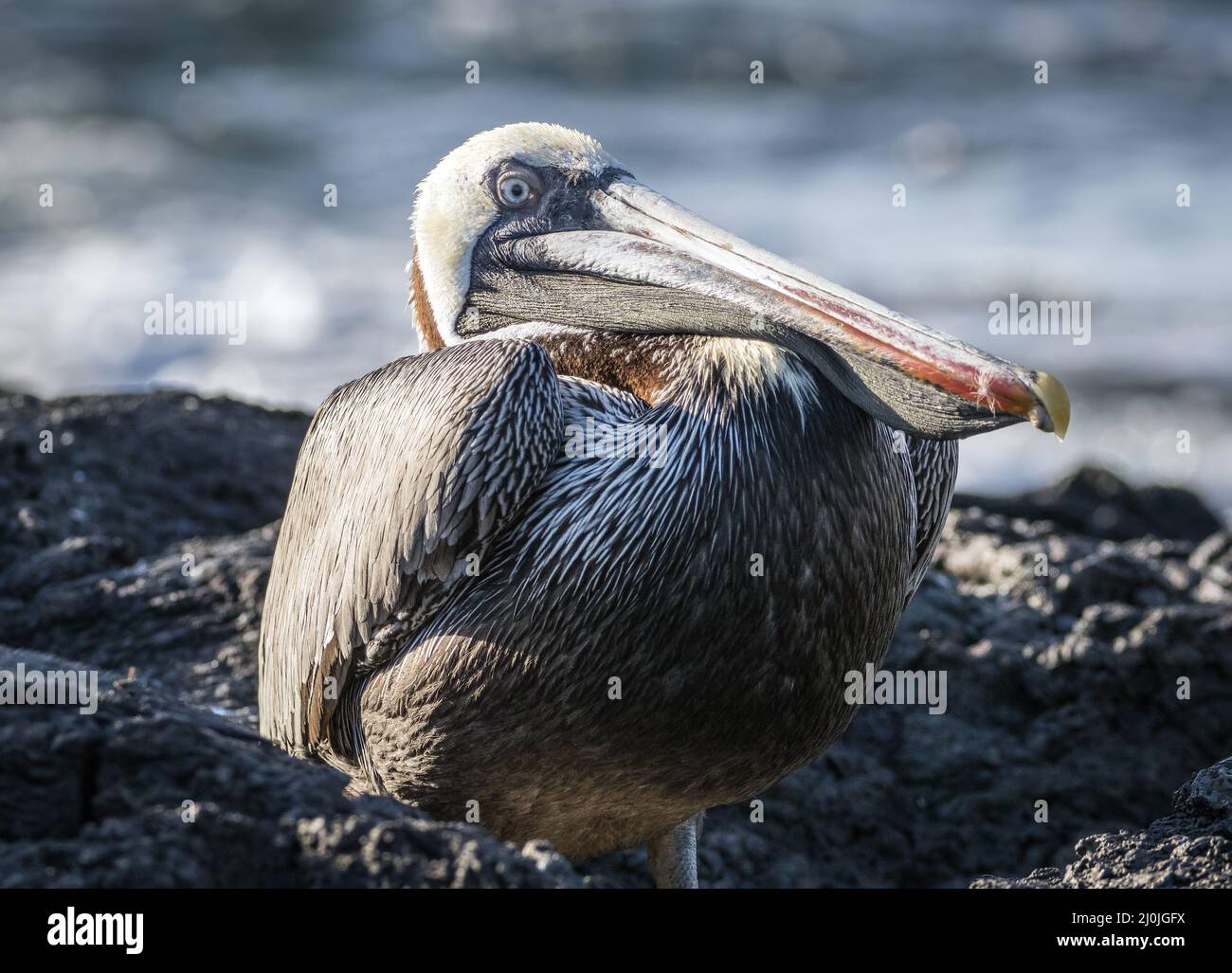 Endemischer brauner Pelikan ruht auf den Lavagesteinen der Isla Santiago, Galapagos, Ecuador Stockfoto