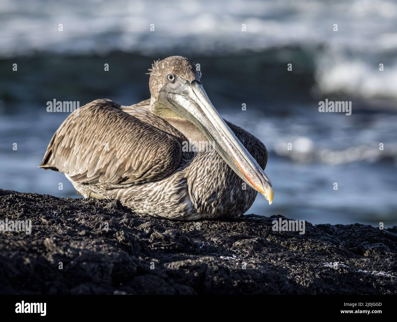Endemischer brauner Pelikan ruht auf den Lavagesteinen der Isla Santiago, Galapagos, Ecuador Stockfoto